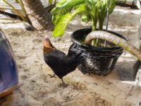 Again, you just never know when a rooster or goat will saunter by. This shot was taken from our table at Le Karibuni beach restaurant. It&#39;s awesome having your feet in the sand as you enjoy your lunch!